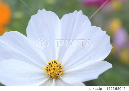 色とりどりのコスモス畑に際立つ白色のコスモス 132368043