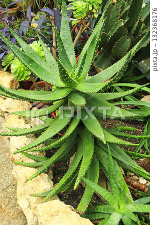 Aloe vera plant growing fertilely in botanical garden. fresh leaves of Aloe Vera Aloe vera plant growing fertilely in botanical garden. fresh leaves of Aloe Vera 132368176