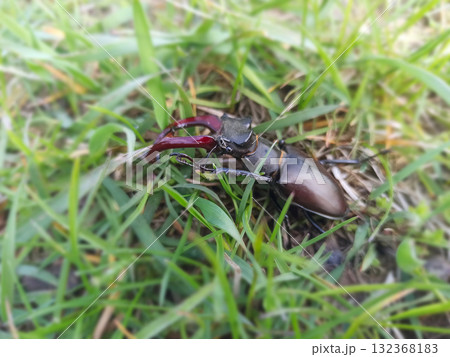 Stag beetle is climbing in green grass. Big insect with great horns 132368183