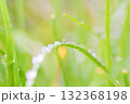 日差しに輝く朝露 132368198