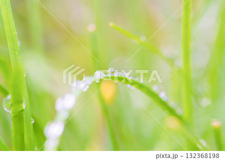 日差しに輝く朝露 132368198