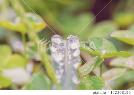 朝日を浴びて輝く水滴 132368199