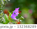 キキョウの蜜を吸うホシホウジャク 132368289