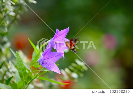 キキョウの蜜を吸うホシホウジャク 132368289