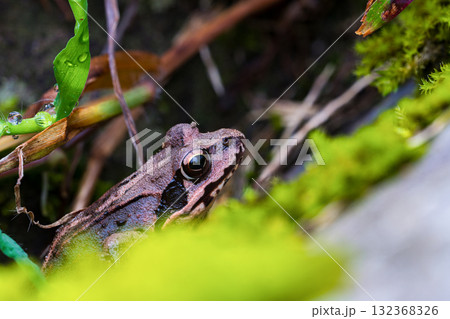 茂みに潜むアカガエル 茂みに潜むアカガエル 132368326