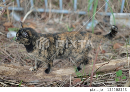 広場で遊ぶさび猫 132368338
