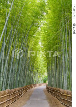 ちたの竹林（愛知県知多市） 132368420