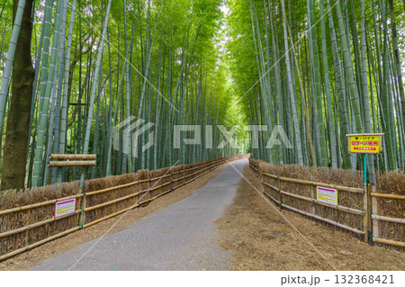 ちたの竹林(愛知県知多市) ちたの竹林(愛知県知多市) 132368421
