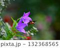 桔梗の蜜を求めて飛来したホシホウジャク 132368565