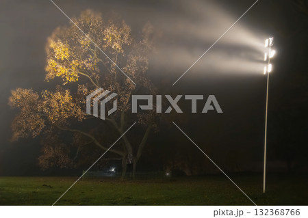 spotlight in the fog highlights the crown of an ancient oak 132368766