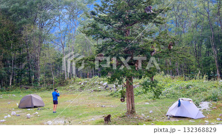 秋の北アルプス 涸沢カールへの道 横尾キャンプ場 猿がいる風景 秋の北アルプス 涸沢カールへの道 横尾キャンプ場 猿がいる風景 132368829