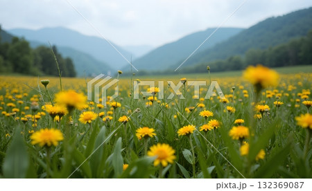 A field covered with blooming dandelions 132369087