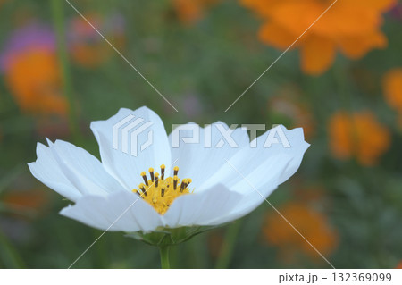 針山に黄色い待ち針を刺してあるように見えるのはコスモスの花の中央である 132369099