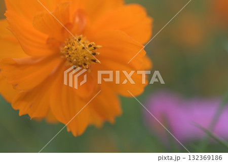 ピンクの花と並んで咲いたオレンジ色のコスモス 132369186