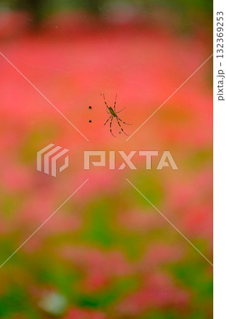 蜘蛛と満開の曼珠沙華（彼岸花） 132369253
