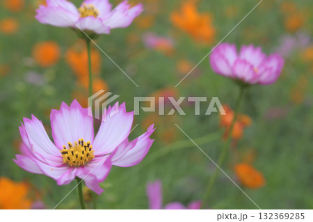 白とピンクの組み合わせが愛らしいコスモスの花 132369285
