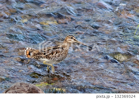 清流の水面とタシギ 132369324
