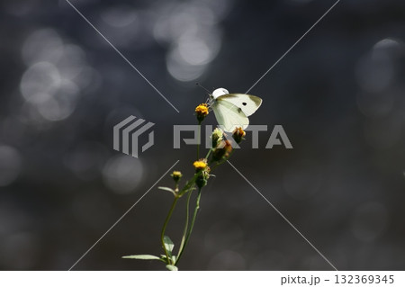 モンシロチョウ 132369345