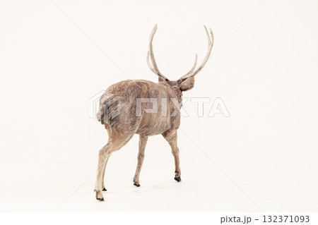 deer animal on isolated background 132371093
