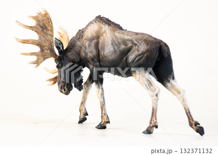 reindeer animal on isolated background reindeer animal on isolated background 132371132