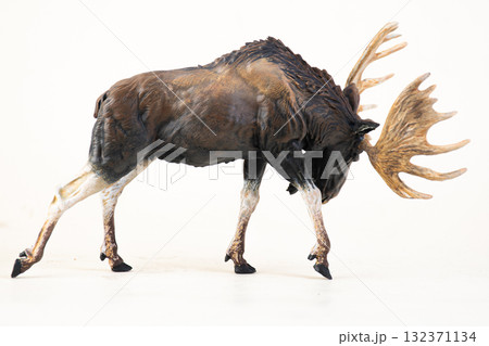 reindeer animal on isolated background reindeer animal on isolated background 132371134