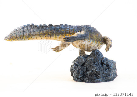 Nile crocodile animal on isolated background 132371143