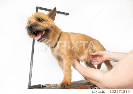 A trimmer woman who trims and cuts a dog pet 132371850