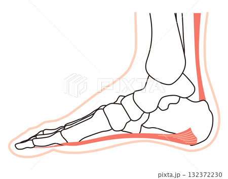 足底筋膜 足底腱膜 足底筋膜炎 足の筋肉 足底筋膜 足底腱膜 足底筋膜炎 足の筋肉 132372230