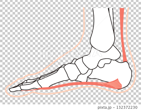 足底筋膜 足底腱膜 足底筋膜炎 足の筋肉 足底筋膜 足底腱膜 足底筋膜炎 足の筋肉 132372230