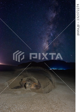 アカウミガメ②（鹿児島県） 132372274
