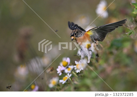 アトリ⑩(北海道) アトリ⑩(北海道) 132372285