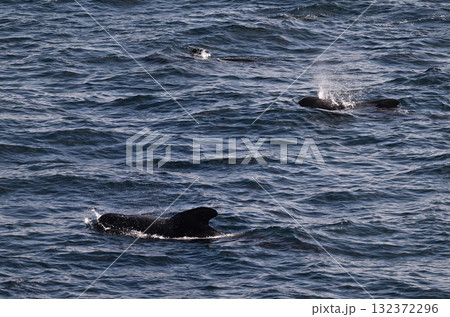 コビレゴンドウ②（青森県） 132372296