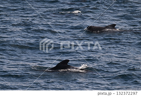 コビレゴンドウ③(青森県) コビレゴンドウ③(青森県) 132372297
