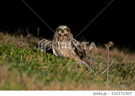 コミミズク㊲（北海道） 132372307