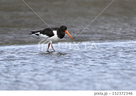 ミヤコドリ㉖（千葉県） 132372346
