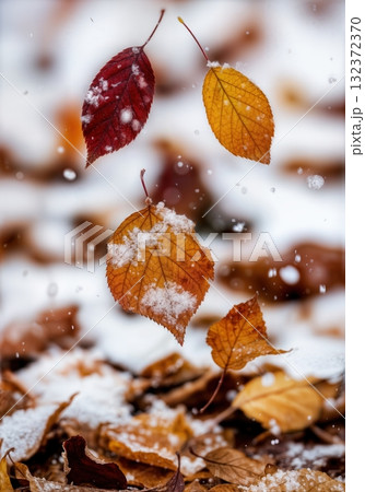 Autumn leaves in burgundy amber and gold colors drifting down onto first light snow dusting creating seasonal transition between fall and winter Autumn leaves in burgundy amber and gold colors drifting down onto first light snow dusting creating seasonal transition between fall and winter 132372370
