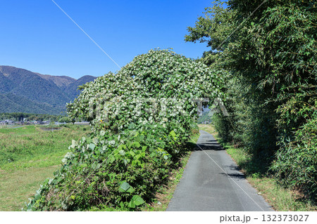 マキノ町知内川沿いのサイクリングロード　蔓草のトンネル　滋賀県高島市 132373027