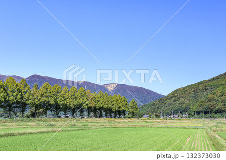 高島市マキノ町知内川沿いのメタセコイア並木 滋賀県 高島市マキノ町知内川沿いのメタセコイア並木 滋賀県 132373030