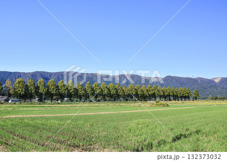 高島市マキノ町知内川沿いのメタセコイア並木　滋賀県 132373032