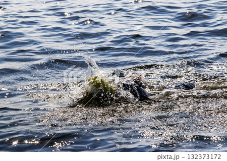 Swimmer Splashes Water During an Active Outdoor Session in the Bay Swimmer Splashes Water During an Active Outdoor Session in the Bay 132373172
