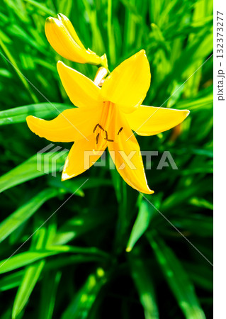 聖平に群落するニッコウキスゲ(日光黄菅)ゼンティカ(禅庭花) 南アルプス聖岳登山 聖平に群落するニッコウキスゲ(日光黄菅)ゼンティカ(禅庭花) 南アルプス聖岳登山 132373277