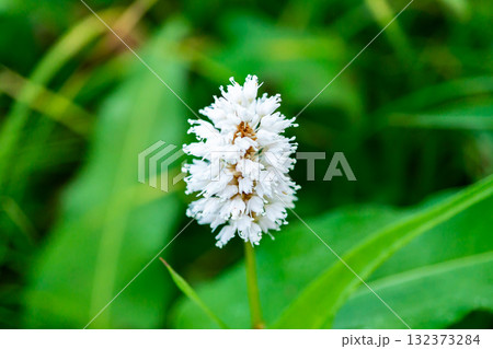 聖平に群落するイブキトラノオ(伊吹虎の尾) 南アルプス聖岳登山 聖平に群落するイブキトラノオ(伊吹虎の尾) 南アルプス聖岳登山 132373284