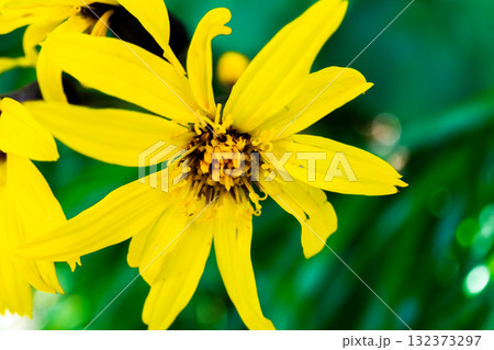 聖岳に群落するマルバダケブキ(丸葉岳蕗) 南アルプス聖岳登山 聖岳に群落するマルバダケブキ(丸葉岳蕗) 南アルプス聖岳登山 132373297