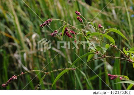 自然　植物　ニオイタデ、一メートルを超えるタデ科の一年草。湿地に生えますがあまり出会わない 132373367