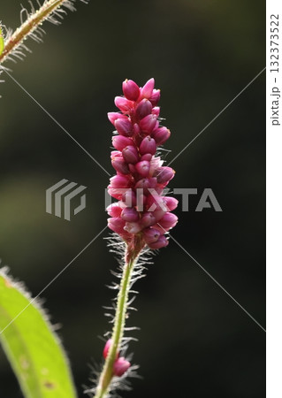 自然　植物　ニオイタデ、夏から秋に枝先や葉脇につく総状花序。茎や葉には細い毛がびっしり 132373522