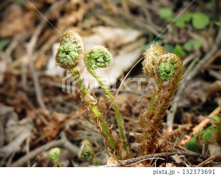 Three Unfurling Fern Fiddleheads Emerging on Forest Floor in Spring Three Unfurling Fern Fiddleheads Emerging on Forest Floor in Spring 132373691