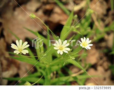 Small White Wildflowers Blooming on Forest Floor in Early Spring 132373695