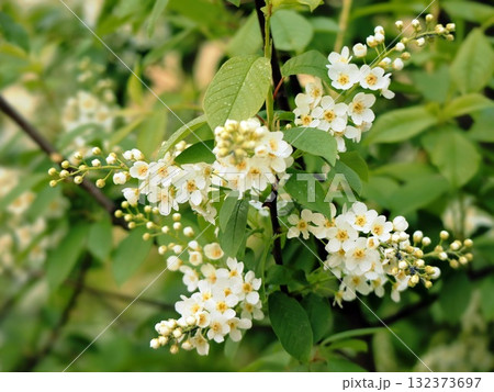 Bird Cherry White Blossom Racemes Hanging from Green Branches Bird Cherry White Blossom Racemes Hanging from Green Branches 132373697