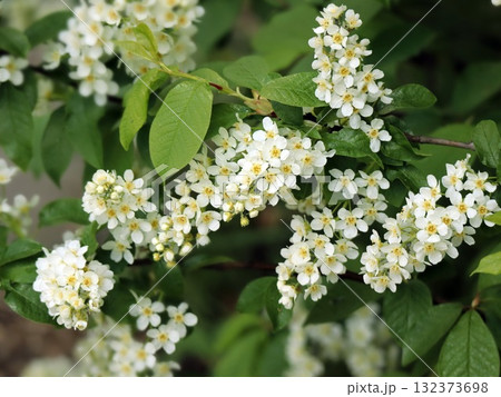 Many Bird Cherry White Blossom Racemes Hanging from Green Branch Many Bird Cherry White Blossom Racemes Hanging from Green Branch 132373698