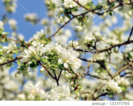 White Apple Blossoms on Tree Branch Against Clear Blue Spring Sky 132373705